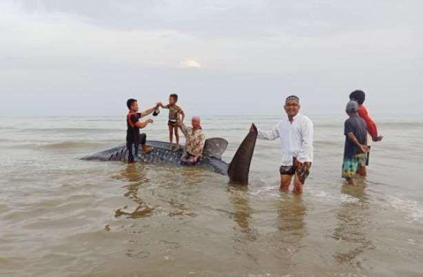 Hiu Tutul Dalam Kondisi Mati Saat Ditemukan Oleh Warga.