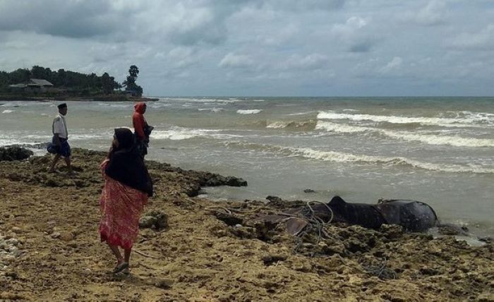 Bangkai Ikan Hiu Tutul Yang Menjadi Tontonan Warga.