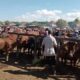 Suasana Pasar Hewan Di Desa Aengsareh Sampang.