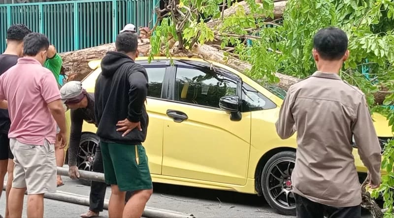 Kondisi Mobil Honda Jazz Saat Tertimpa Pohon Yang Tumbang.