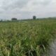 Sawah Milik Petani Di Kabupaten Sampang.