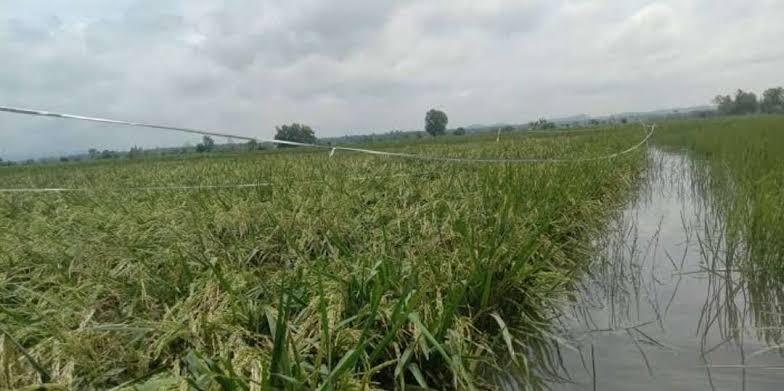 Sawah Milik Petani Di Kabupaten Sampang.