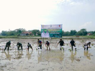 Sampang Targetkan Swasembada Beras Lewat Percepatan Tanam Musim Kemarau